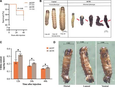 Chitinase (CHI) of Spodoptera frugiperda affects molting development by regulating the metabolism of chitin and trehalose